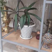 گل گیاه|گل و گیاه طبیعی|کرج, شعبان‌آباد|دیوار