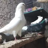 کبوتر