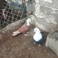 کبوتر کربلایی