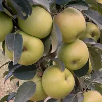 انجام امور باغبانی و سرایداری در گرمابسرد