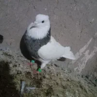 ۳عدد رنگه کربلایی|پرنده|تربت جام, جامرود|دیوار