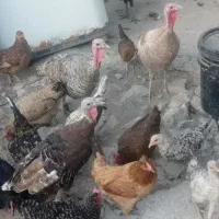 بوقلمون سرحال معاوضه باگردو|پرنده|یاسوج, |دیوار