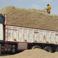 کاه نیشکر یا باگاس تازه تولید جدید