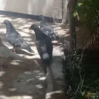 کبوتر