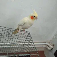 ،عروس هلندی نر سالم ، سخنگو بایک کیلو دانه