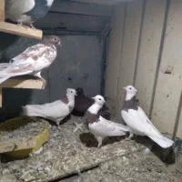 چندعددطوقی با یه ماده سرخ خونی|پرنده|شیروان (لرستان), |دیوار