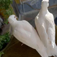کبوتر خانگی|پرنده|دلیجان, |دیوار