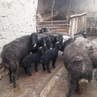 میش بره گوسفند|حیوانات مزرعه|ساوه, |دیوار