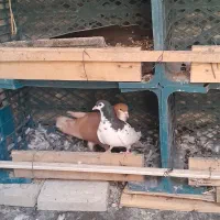 ۱جفت راست زرد ویال مشکی