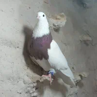 کبوتر پرشی کله سیاه،سبز ،زاغ ،دمسفیدو طوقی|پرنده|مشهد, گلبرگ|دیوار