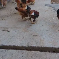 مرغ وخروس|حیوانات مزرعه|جونقان, |دیوار