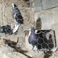 کبوتر فورشی