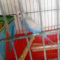 مرغ عشق|پرنده|قم, شهرک فاطمیه|دیوار