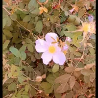 کار درمنزل از 11 سال