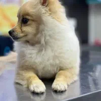 پامرین|سگ|شاهینشهر, شهرک گلدیس|دیوار