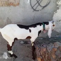 فروشی نر بز|حیوانات مزرعه|کنارک, |دیوار