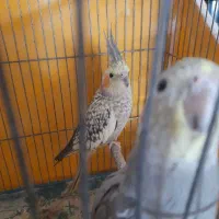 عروس طوطی|پرنده|قزوین, |دیوار