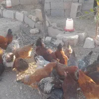 مرغ محلی|حیوانات مزرعه|مرودشت, ثبت احوال|دیوار