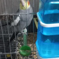 عروس هلندی|پرنده|بندر دیر, |دیوار