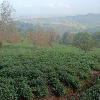 برگ سبز گیلان