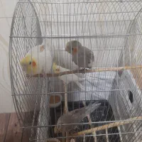 دو عدد عروس دو ماهه به فروش می‌رسد|پرنده|میاندوآب, |دیوار