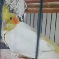 عروس هلندی|پرنده|تهران, کرمان|دیوار