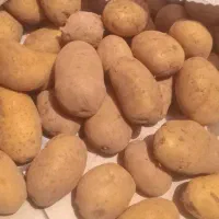 سیب زمینی