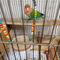 طوطی برزیلی نر خوشگل و خوش رنگ قشنگ میخونه