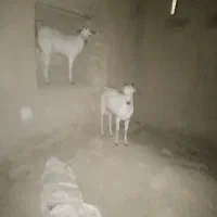 چکل و گیسه سومال جفت دوقلو|حیوانات مزرعه|وراوی, |دیوار