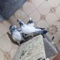 چهارتا تهرانی پرشتی|پرنده|بروجرد, |دیوار