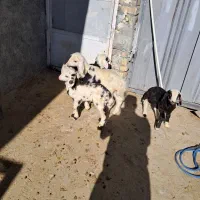 ۳عددمیش.وبره