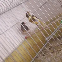 قناری جونه نر