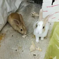 دوعددخرگوش نر و ماده بازی گوش