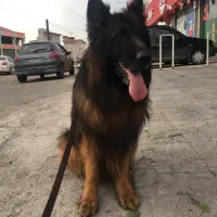 ژرمن شولاین خط خونی قوی اصیل نر