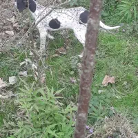 سگ شکاری نر