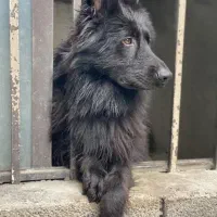 ژرمن شولاین موبلند