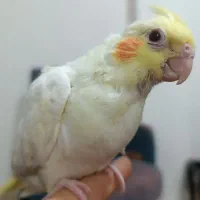 یک جفت عروس هلندی مولد و 2تا جوجه|پرنده|رباطکریم, رباطکریم|دیوار