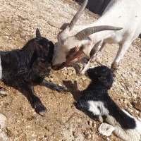 فروش ۷ عدد بز صومالی و یک بره