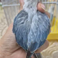 جوجه سرلاکی و ارزن خور پاربلو طوطی کوتوله برزیلی