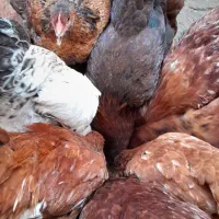 خروس ومرغ محلی|حیوانات مزرعه|رشت, جهاد|دیوار