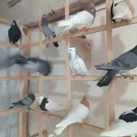 کفتر بومب|پرنده|مشهد, چهارچشمه|دیوار