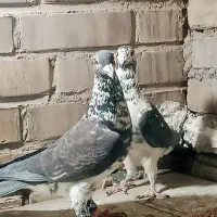 یه جفت عطیقه درجه یک