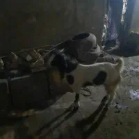 یک راس بز پاکستانی ماده  چند قلو زا