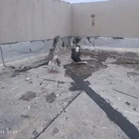 پرنده کبوتر دوری سفت سفت|پرنده|اهواز, کوی سعدی|دیوار