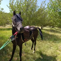 فروش اسب کرد سه ساله|اسب و تجهیزات اسب‌سواری|چالدران, |دیوار