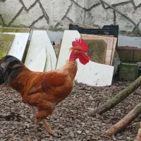 خروس گردن لخت