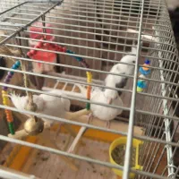 عروس هلندی جفت|پرنده|شیراز, جمهوری|دیوار