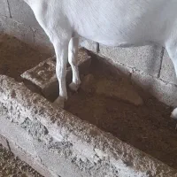 بز سانن با بز های محلی