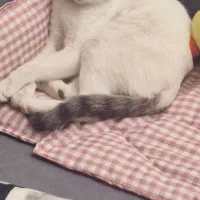 گم شده گربه منجم