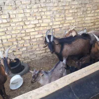 بزغاله نر آلپایین